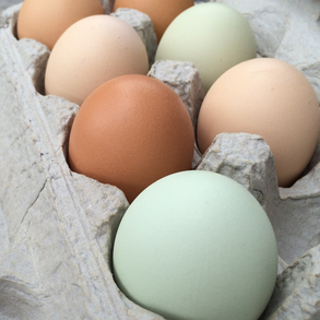 Eggs